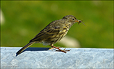 Summargrátítlingur / Anthus pratensis L., Kalsoy 10.08.2016