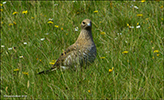 Stercorarius parasiticus, Kalsoy 10.08.2016