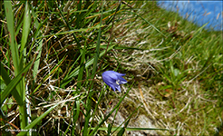 Campanula rotundifolia