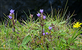 Íslendskt loppugras / Gentaniella campestris