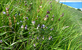 Euphrasia officinalis