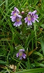 Eygnagras (Euphrasia officinalis), Kalsoy 02.08.2016