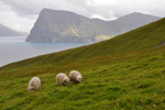 Kalsoy 03.09.2011