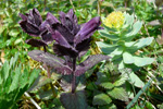 Fjallatrølsurt / Bartsia alpina, Kalsoy 21.06.2010