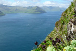 Fjallatrølsurt / Bartsia alpina, Kalsoy 21.06.2010