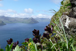 Fjallatrølsurt / Bartsia alpina, Kalsoy 21.06.2010