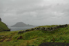 Kirkjugarðurin í Gásadali / Kirkegården i Gásadalur / The cemetery in Gásadalur.