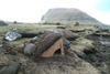 Nýtt æðuvarp í Koltri / Ny edderfuglerede på Koltur / New built eider's nest in Koltur