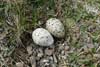 Tjaldursreiður / Strandskaderede / Oystercatcher nest.