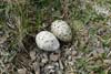 Tjaldursreiður / Strandskaderede / Oystercatcher nest.