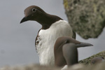 Ringmerking av lomvigarpisum / Ringing Guillemot chicks