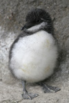 Common Guillemot young / Uria aalge young