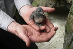 Merkt lomvigarpisa / Ringed Common Guillemot young