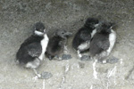 Merktar lomvigarpisur / Ringed Common Guillemot young's