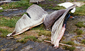 Balaenoptera physalus