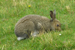 Hare / Lepus timidus