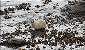 Sheep eating seaweed to get salt and iodine