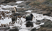 Sheep eating seaweed to get salt and iodine