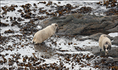 Sheep eating seaweed to get salt and iodine