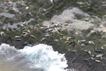 Láturkópar / Halichoerus Grypus, Mykines 03.05.2010 