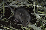 Mouse / Mus domesticus