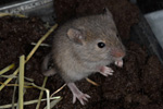 Mouse / Mus domesticus