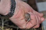 Mouse / Mus domesticus