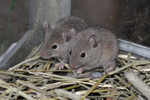 Mouse / Mus domesticus