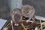 Mouse / Mus domesticus