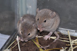 Mouse / Mus domesticus