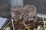 Mouse / Mus domesticus