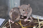 Mouse / Mus domesticus