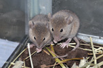 Mouse / Mus domesticus