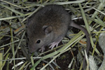 Mouse / Mus domesticus