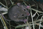 Mouse / Mus domesticus