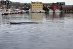 Humpback Whale / Megaptera novaeangliae