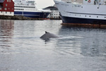 Humpback Whale / Megaptera novaeangliae