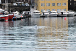 Humpback Whale / Megaptera novaeangliae