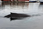 Humpback Whale / Megaptera novaeangliae