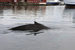 Humpback Whale / Megaptera novaeangliae