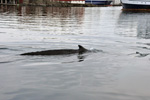 Humpback Whale / Megaptera novaeangliae