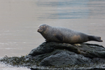  Spættet sæl (Phoca vitulina), Eysturoy 2013