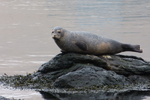  Spættet sæl (Phoca vitulina), Eysturoy 2013