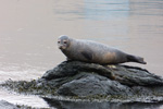  Spættet sæl (Phoca vitulina), Eysturoy 2013