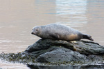  Spættet sæl (Phoca vitulina), Eysturoy 2013