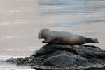 Harbour seal (Phoca vitulina), Eysturoy 2013