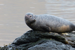  Spættet sæl (Phoca vitulina), Eysturoy 2013