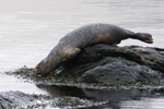 Harbour seal (Phoca vitulina), Eysturoy 2013