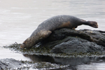 Steinkópur (Phoca vitulina), Eysturoy 2013