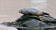  Spættet sæl (Phoca vitulina), Eysturoy 2013